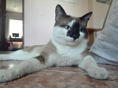 Campanie de sterilizare gratuită a câinilor şi pisicilor fără pedigree, derulată de ASPA în Capitală