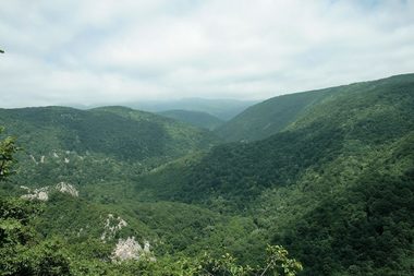 Ministerul Apelor şi Pădurilor: Peste 21.000 de hectare sunt incluse până în prezent în catalogul pădurilor virgine şi cvasivirgine