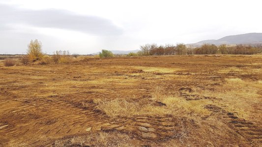 O primărie din Arad a decis să înfiinţeze o ”pădure a Centenarului”, în care plantează 1918 stejari. Primarul: Vrem un loc verde, nu un monument rece