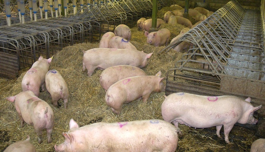 Brăila: Pesta porcină africană, confirmată în alte două ferme; circa două mii de porci vor fi eutanasiaţi