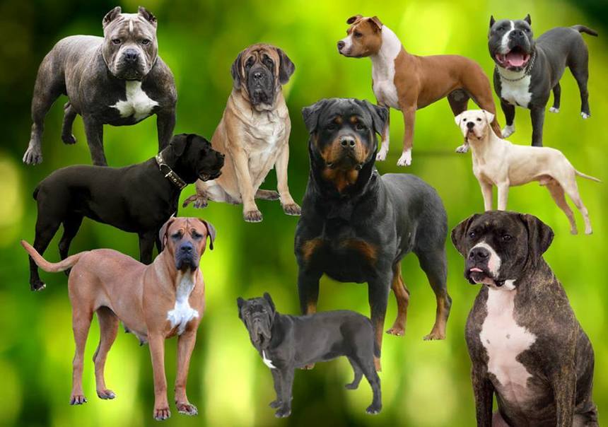 Peste 41 de infracţiuni şi 1.300 de sancţiuni contravenţionale, în urma controalelor la proprietarii de câini periculoşi