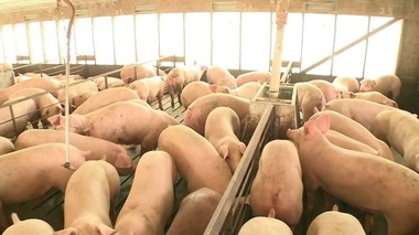 ANSVSA: Peste o mie de focare de pestă pornică africană, active în douăzeci de judeţe; au fost eliminaţi 365.403 porci afectaţi de boală