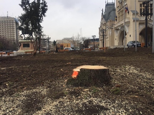 Mai mulţi brazi din centrul municipiului Iaşi au fost tăiaţi, localnicii criticând această acţiune / Primăria spune că este un proiect de reamenajare - FOTO