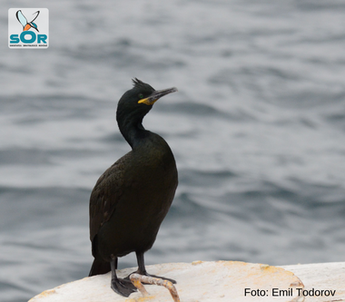 Anunţ al ornitologilor: Cormoranul moţat cuibăreşte, în premieră, în România. Nu afectează în niciun fel pescăriile de apă dulce, ci foloseşte doar apele marine pentru a se hrăni