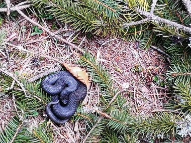 Avertisment al salvamontiştilor: Probabilitatea de a întâlni vipere este foarte mare; peste 90% din muşcături se întâmplă când oamenii încercă să le prindă sau să le ia în mână
