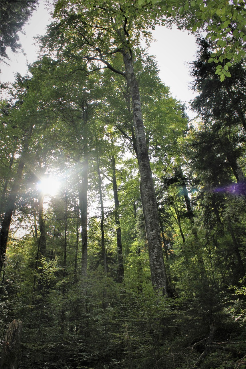 Romsilva invită specialiştii să evalueze modul în care sunt administrate pădurile UNESCO aflate în proprietatea statului român