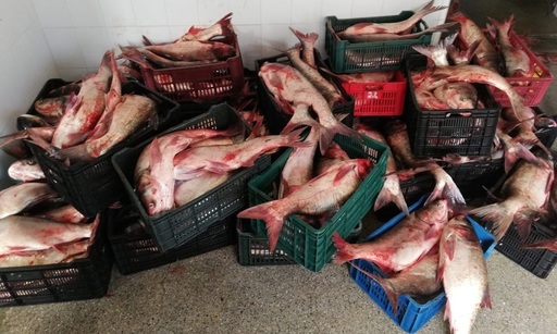 Aproximativ 900 kilograme de peşte şi plase de pescuit, confiscate de poliţiştii de frontieră - FOTO