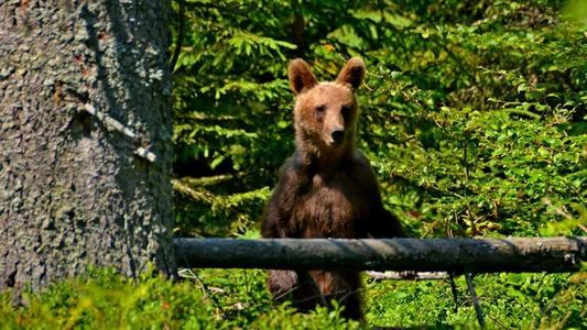 Avertisment al salvamontiştilor din Mureş: Un urs tânăr s-a instalat în Aria Protejată Scaunul Domnului; animalul este mai mult curios, dar turiştii trebuie să fie precauţi în zonă