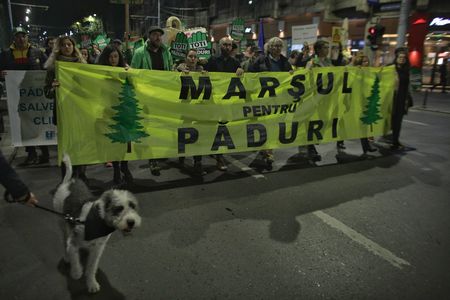 UPDATE - Marş pentru salvarea pădurilor, în Bucureşti: ”Codrule, codruţule, unde dispari, tu, drăguţule?”/ Şi la Iaşi oamenii au cerut oprirea tăierilor ilegale de lemn - FOTO/ VIDEO