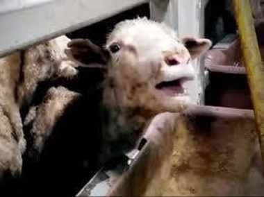 Transport de ovine reţinut de inspectorii ANSVSA în Portul Midia, după ce s-a constatat că pe navă condiţiile nu erau corespunzătoare 