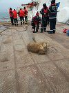 Administraţia Porturilor Maritime Constanţa a anunţat că a început sâmbătă ecologizarea Portului Midia. Procedura pentru neutralizarea cadavrelor va fi decisă de DSVSA Constanţa
