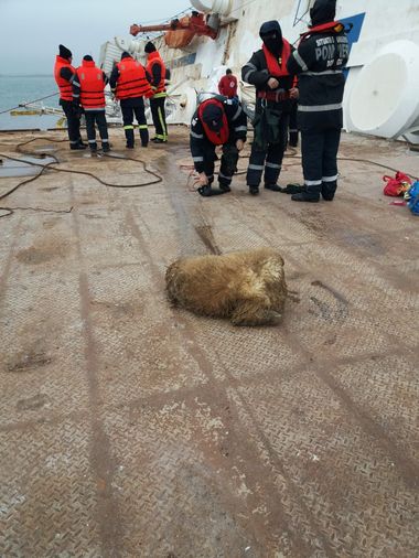Administraţia Porturilor Maritime Constanţa a anunţat că a început sâmbătă ecologizarea Portului Midia. Procedura pentru neutralizarea cadavrelor va fi decisă de DSVSA Constanţa
