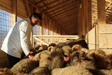 ANSVSA: 180 de oi salvate de pe nava scufundată în portul Midia, transferate la un adăpost din judeţul Ilfov