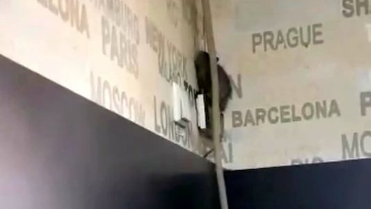 Şobolan, filmat într-o cofetărie din Târgu Jiu, plină de clienţi - VIDEO