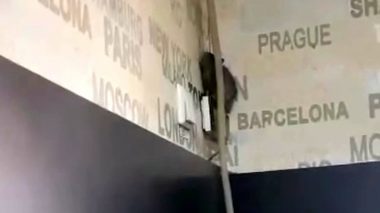 Şobolan, filmat într-o cofetărie din Târgu Jiu, plină de clienţi - VIDEO
