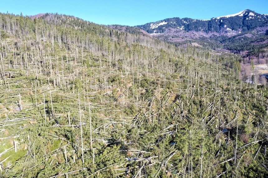 Aproape 100.000 de hectare păduri de stat administrate de Romsilva au fost afectate de fenomene meteo extreme