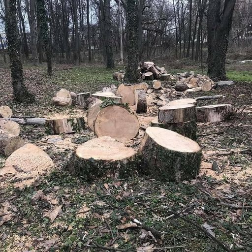 Percheziţii în patru judeţe, la persoane bănuite că ar fi tăiat fără drept arbori din fondul forestier naţional şi ar fi folosit avize de însoţire false