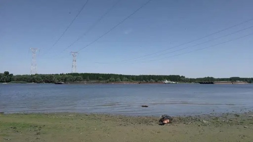 ONG-ul Mare Nostrum anunţă găsirea unui delfin din Marea Neagră, mort, pe un mal al Dunării, la Cernavodă. Specialiştii susţin că mamiferul ar fi fost prins într-o plasă pescărească şi adus acolo cu o barjă  