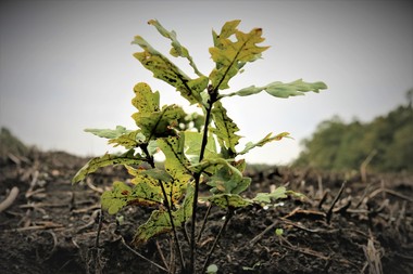 Romsilva a plantat peste 27 de milioane de puieţi forestieri în campania de împăduriri de primăvară