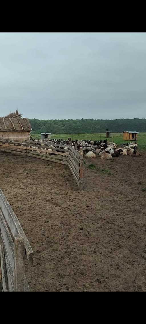Prutul creşte în continuare la intrarea în ţară, depăşind deja cu 124 de centimetri cota de inundaţie la Oroftiana/ Au fost evacuaţi 14 ciobani cu 1.300 de oi - VIDEO