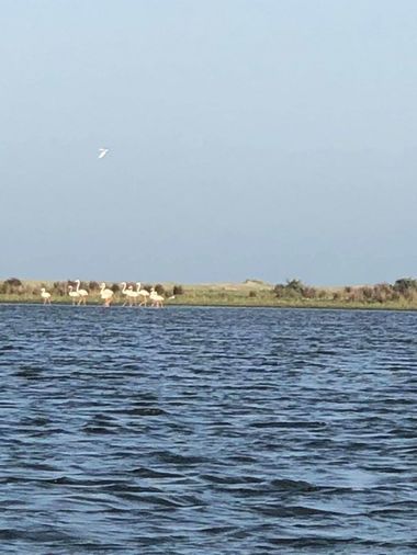 UPDATE - Zece păsări flamingo au poposit în Delta Dunării, fiind cel mai mare grup văzut în România în ultimul secol/ Păsările sunt în continuare în zonă - FOTO/ VIDEO