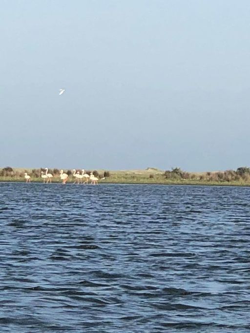 UPDATE - Zece păsări flamingo au poposit în Delta Dunării, fiind cel mai mare grup văzut în România în ultimul secol/ Păsările sunt în continuare în zonă - FOTO/ VIDEO