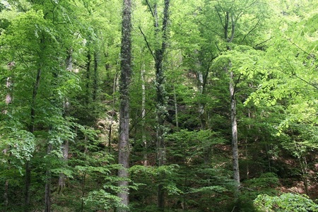 Mai multe asociaţii de mediu şi oameni de afaceri îi cer ministrului Mediului să oprească tăierile pădurilor din Bucureşti şi Ilfov şi să creeze Parcul Natural Codrii Vlăsiei: Potecile au fost arate, iar cicliştii nu mai pot ajunge în pădurile din nord 

