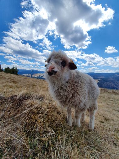 Doi tineri din Sibiu au lansat, în premieră în România, îngrăşământ eco din lână de oaie 