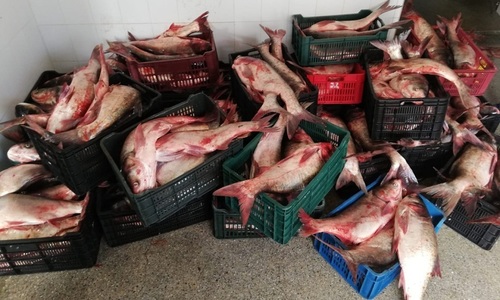 ANSVSA a dat amenzi în valoare de 54.000 în pieţele agroalimentare din Bucureşti în care se comercializează peşte şi produse din pescuit/ Peste 930 de kilograme de peşte şi icre au fost confiscate