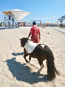 Doi ponei au fost confiscaţi de Poliţia Locală pe plaja din Mamaia | FOTO