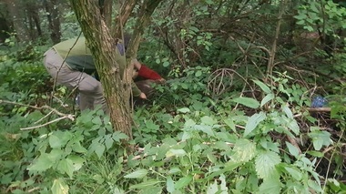 Pui de urs lovit de maşină între Râşnov şi Predeal, preluat de o asociaţie de protecţie a animalelor - VIDEO