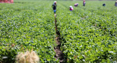Liceele tehnologice cu profil preponderent agricol primesc în acest an o finanţare de 10 milioane lei de la Ministerul Agriculturii 