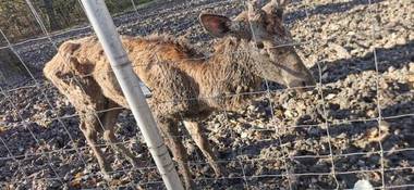 Grădina Zoologică din Timişoara se închide, după ce pe internet au apărut imagini cu un pui de cerb bolnav