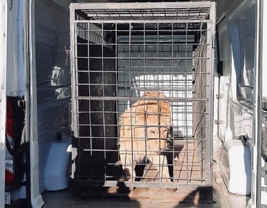 Cântăreţul de manele Dani Mocanu, audiat de poliţişti în cazul leului care apare într-un videoclip şi pare rănit şi sedat/ Animalul, găsit la o menajerie din Dâmboviţa şi preluat de autorităţi