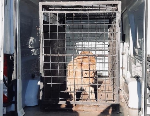 Cântăreţul de manele Dani Mocanu, audiat de poliţişti în cazul leului care apare într-un videoclip şi pare rănit şi sedat/ Animalul, găsit la o menajerie din Dâmboviţa şi preluat de autorităţi