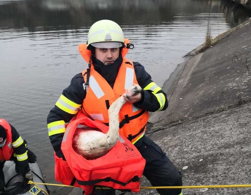 Cluj: Lebădă salvată de pompieri de pe lacul de acumulare din Floreşti, unde aceasta plutea între deşeurile din zona de decantare