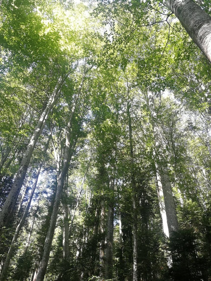 Perioada în care proprietarii de păduri cu restricţii de exploatare pot primi compensaţii financiare va fi prelungită cu doi ani

