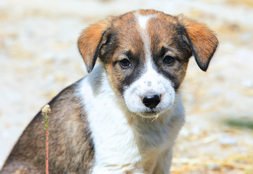 Bucureşti - Adăpost pentru câini improvizat în care erau peste 100 de animale, unele cu leziuni, descoperit de poliţişti. Două persoane sunt cercetate în baza Legii privind protecţia animalelor - VIDEO