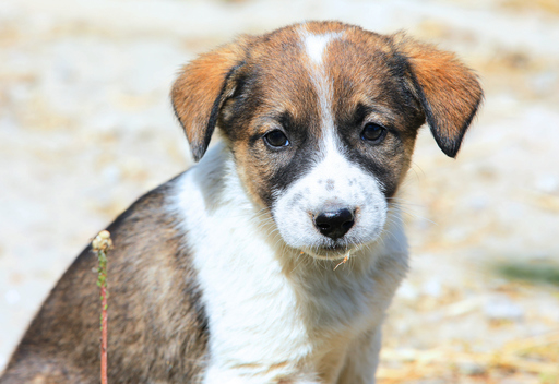 Romprest va îngriji pe cheltuiala sa câinii din adăpostul Odăi până la soluţionarea litigiului cu Primăria Sectorului 1: Animalele fără stăpân nu trebuie să devină victime colaterale în războaiele politice ale primarului Sectorului 1
