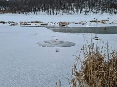 Pompierii au salvat o lebădă prinsă în gheaţă pe râul Suceava - FOTO
