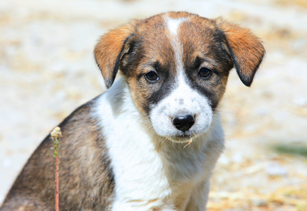 ANSVSA anunţă că a fost reglementată posibilitatea ca asociaţiile şi fundaţiile din domeniul protecţiei animalelor să poată prelua lunar 20 de câini din adăposturile publice