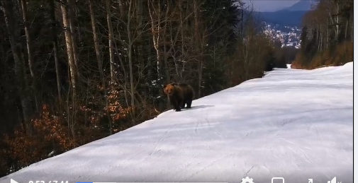 Ministrul Mediului, după apariţia urşilor pe pârtiile de schi: Pârtia ar trebui dotată cu un gard care să nu mai permită accesul animalelor sălbatice