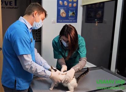 Spital veterinar de urgenţă pentru animalele de companie, deschis la Universitatea Agronomică din Iaşi. Unitatea funcţionează non-stop, iar serviciile medicale sunt asigurate de profesori şi medici din cadrul universităţii - FOTO
