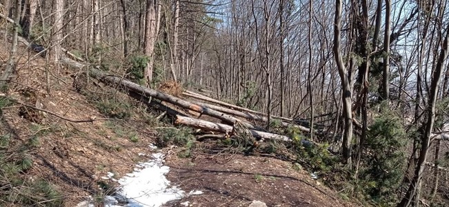 Primarul din Braşov avertizează locuitorii oraşului cu privire la riscul de accidentare în zona Tâmpa / Căderile masive de zăpadă au doborât mii de copaci, iar mulţi alţii sunt în pericol să cadă