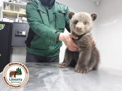 O asociaţie din Sibiu, amendată cu 10.000 de lei de Garda de Mediu, după ce a salvat doi pui de urs aflaţi în stare gravă: Dacă am fi stat ore bune să aşteptăm hârtiile pentru relocare astăzi poate vorbeam de doi pui de urs morţi