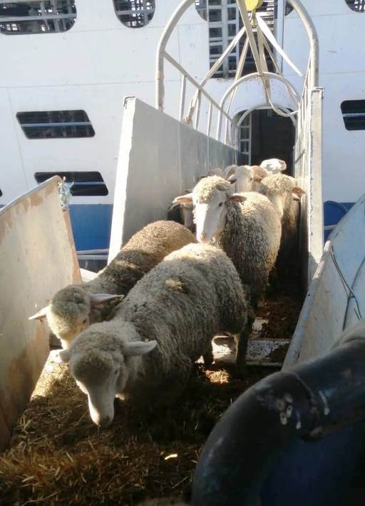 ANSVSA: Animalele de pe cele 11 nave aflate în zona Canalului Suez au ajuns la destinaţie