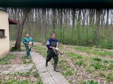 A început mutarea animalelor de la Grădina Zoologică din Timişoara - FOTO