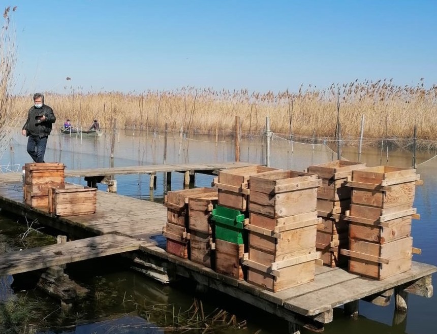 Administraţia Rezervaţiei Biosferei Delta Dunării a lansat peste 600 de icre embrionate de şalău pe lacul Razim: Având în vedere anii cu reproducere naturală redusă, procedeul s-a demonstrat a fi o modalitate eficientă de susţinere a acestei specii