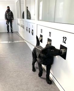 Câini dresaţi să depisteze virusul SARS CoV-2, într-un program inedit al Spitalului de Boli Infecţioase Timişoara şi al Centrului Chinologic din Sibiu - FOTO
