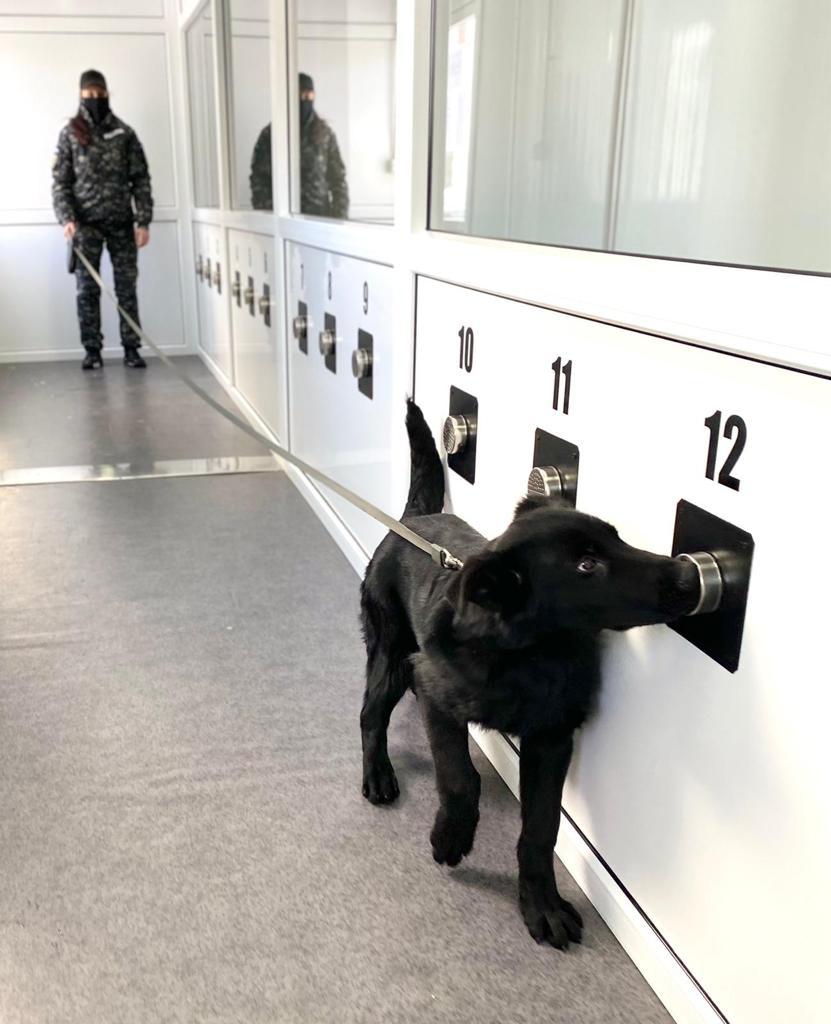 Câini dresaţi să depisteze virusul SARS CoV-2, într-un program inedit al Spitalului de Boli Infecţioase Timişoara şi al Centrului Chinologic din Sibiu - FOTO